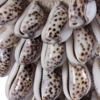 NECKPIECE SHELL TIGER